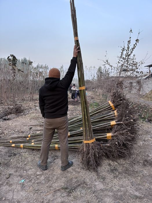 Павловния бор Pavloniya sotiladi