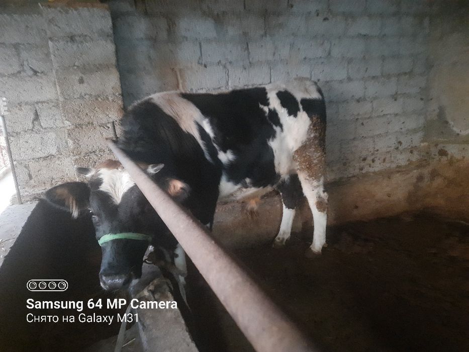 Сементал бука сотилади