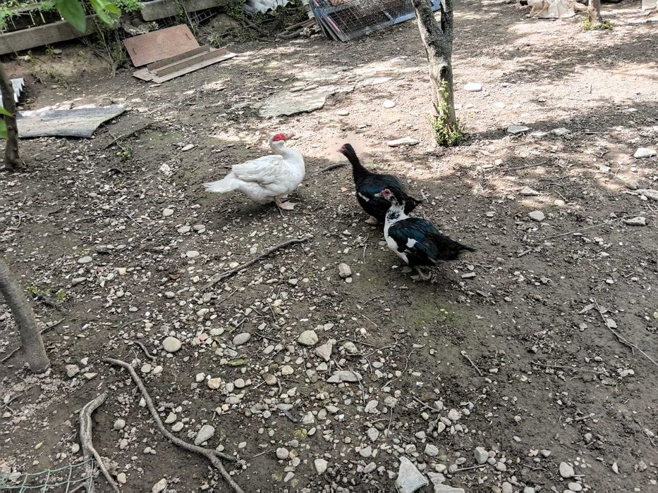 Rate lesesti boboci gasca si rata leseasca