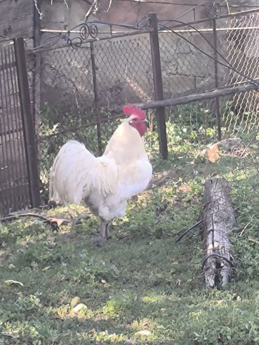 Cocosi australorp