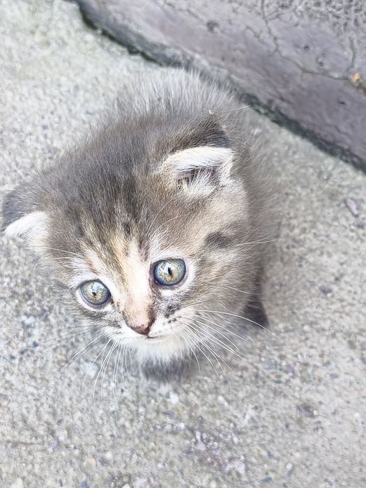 Котята бесплатно