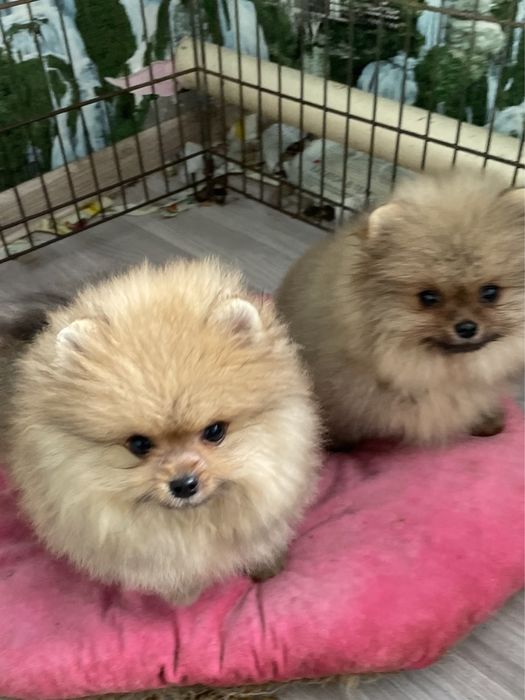 Шикарные шпицушки