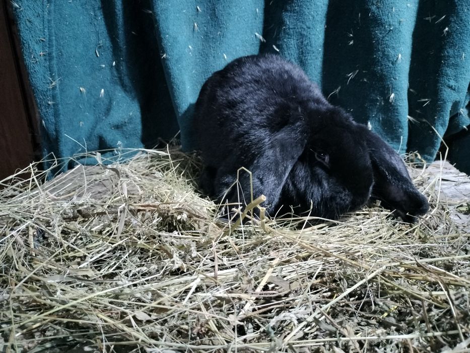 Iepuri mici și mari