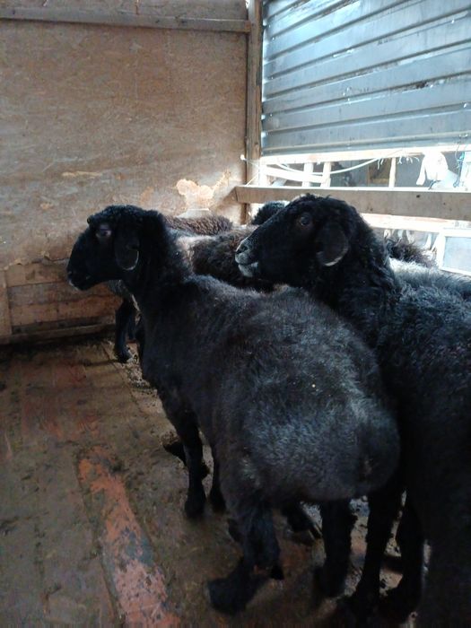 Сойыска койлар бар