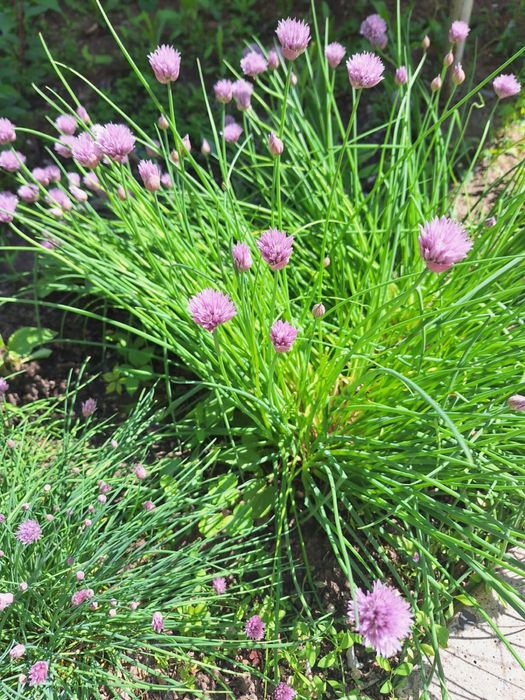 Продам многолетние цветы