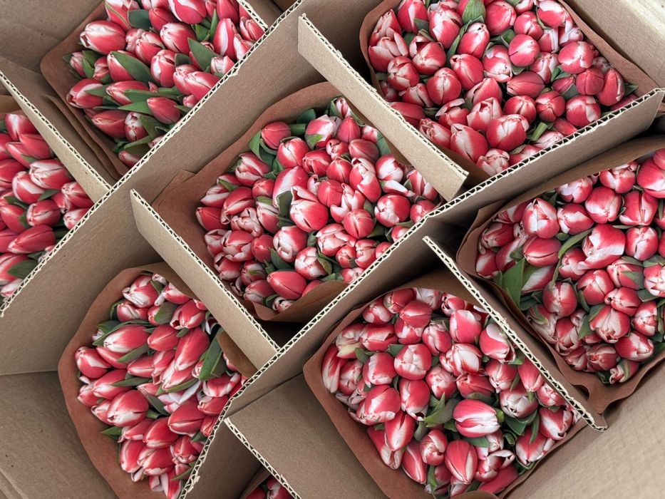 Тюльпаны супер качества 850тг