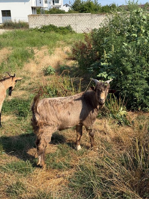 Vând capre bune de lapte