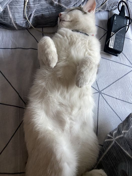 Пропал белый кот