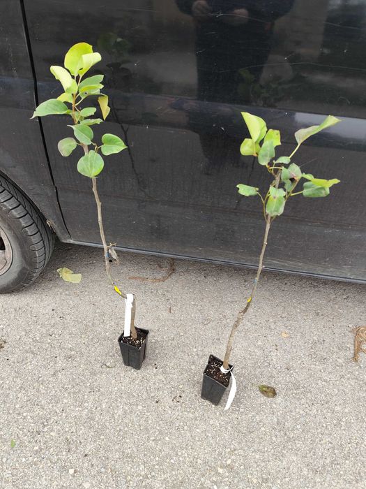 Азиатска круша Наши (Pyrus pyrifolia)