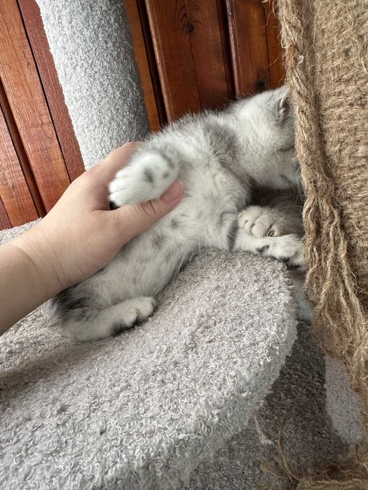 Котята Шотландской породы