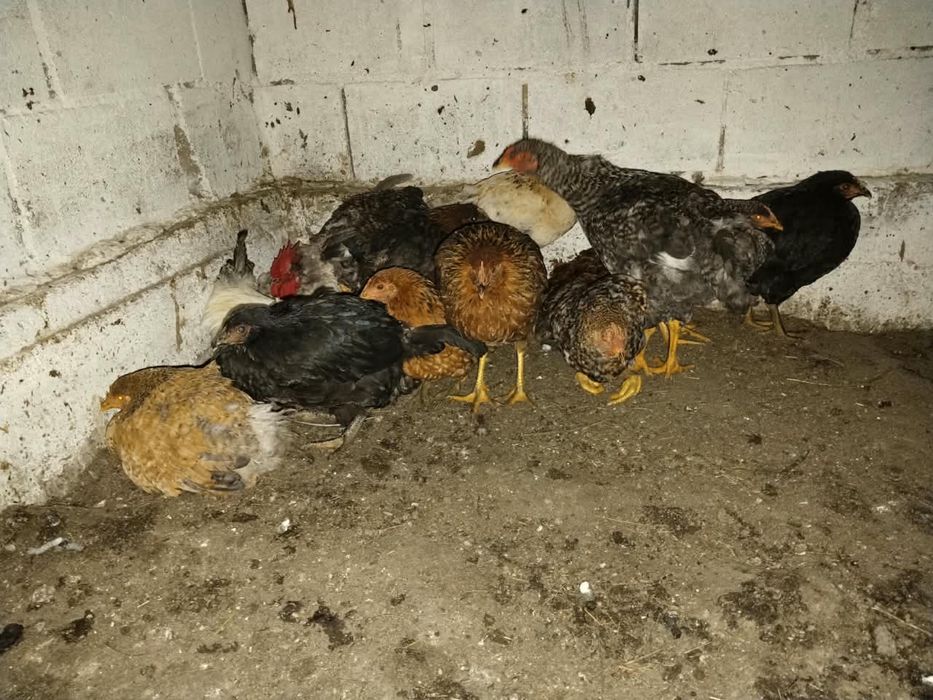 Продам домашних курей