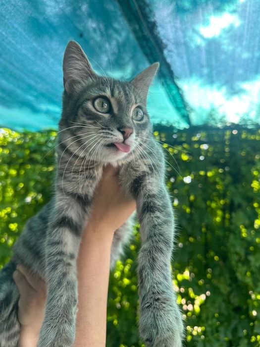Котенок в добрые руки