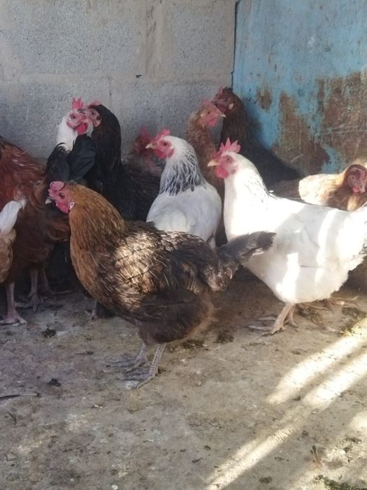 Продам куры домашние