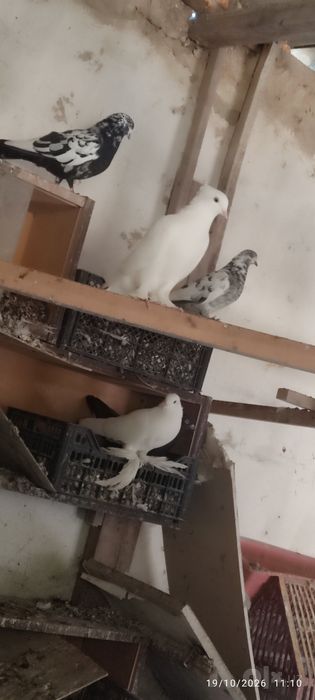 Oq popukli va har xil zotli kaptarlar sotiladi