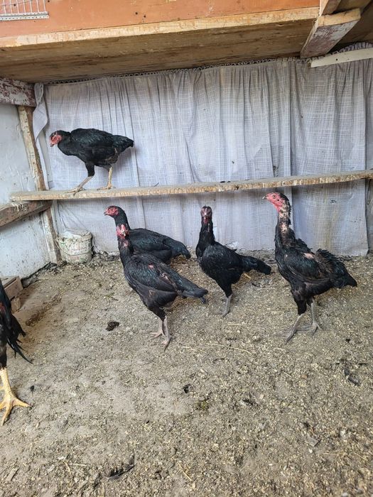 Сатамын дакан жумыртка 1000