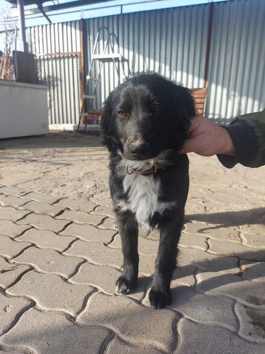 Тайга ищет хозяина!