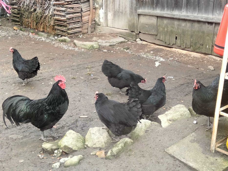 Puișori de australorp
