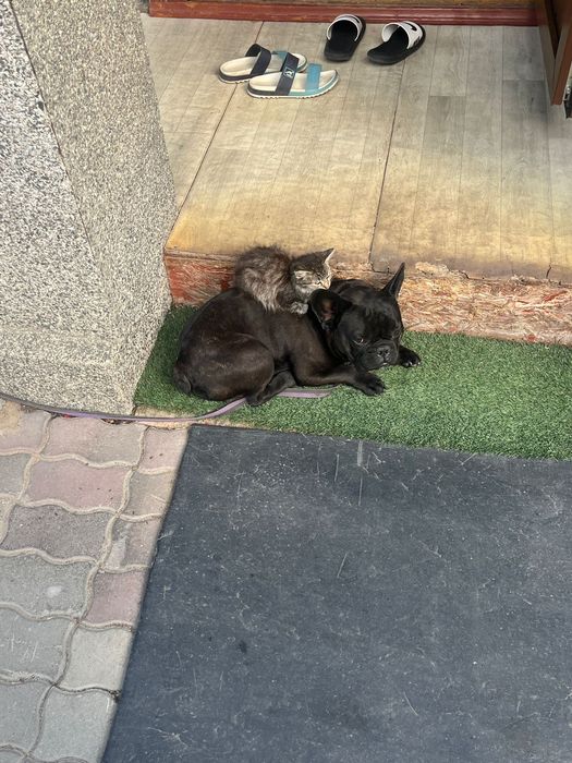 Отдам котят в добрые руки!