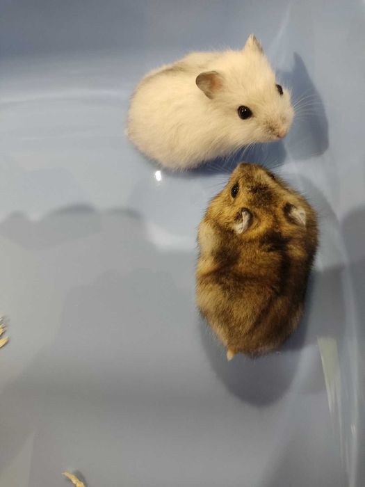 Мини хамстерчета