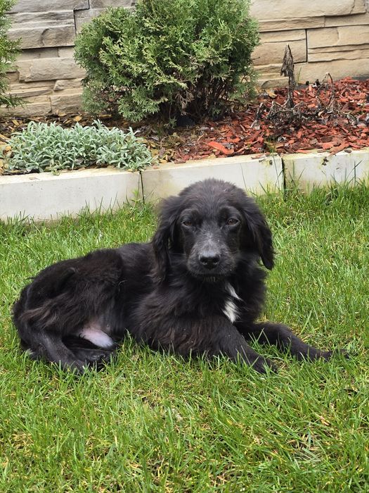 Чистокръвно кокер шпаньолче