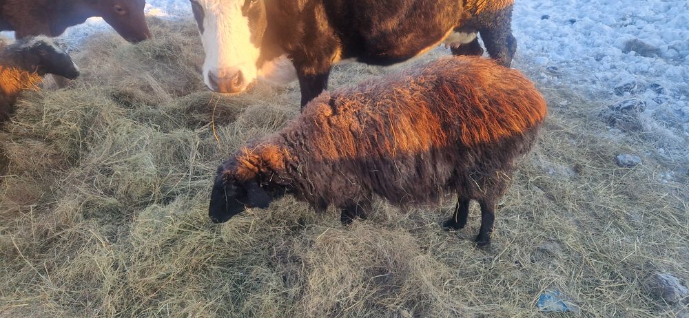 Бараны Продам овцы. Бараны