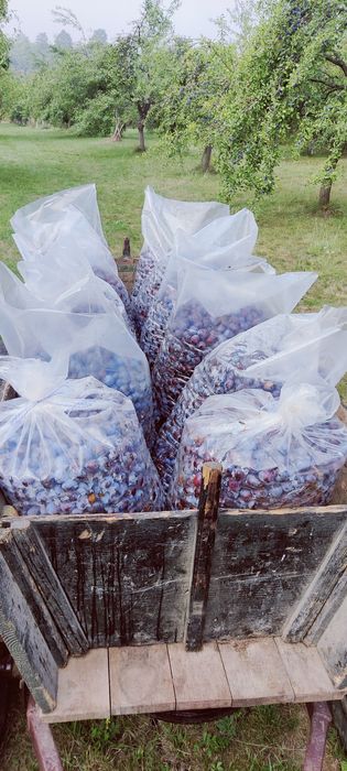 Vand prune pt tuica