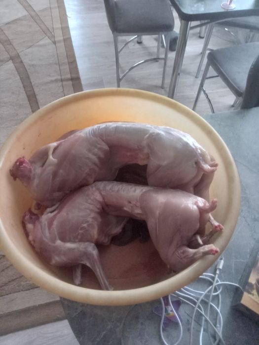 Кролики и мясо кролика.