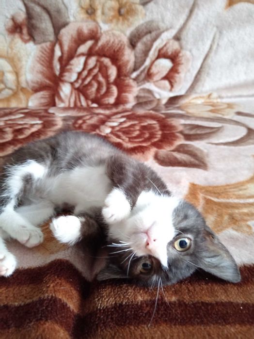 Котёнок мальчик ищет дом.