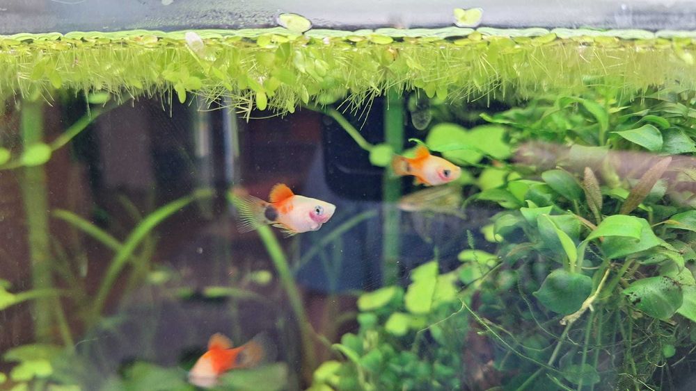 Pachet pești + plante + melci, la doar 100 de lei