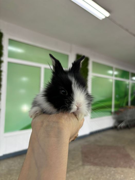 Кролики карликовые