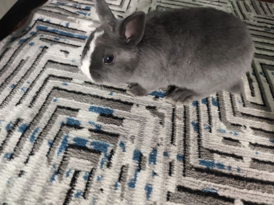 Декаративный кролик ручной