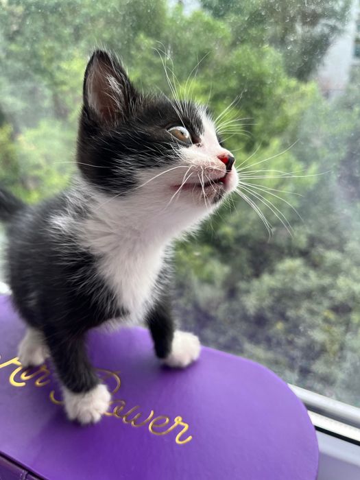 Котёнок Томас,красавчик!2 месяца.