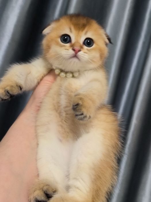 Котята от правильной вязки