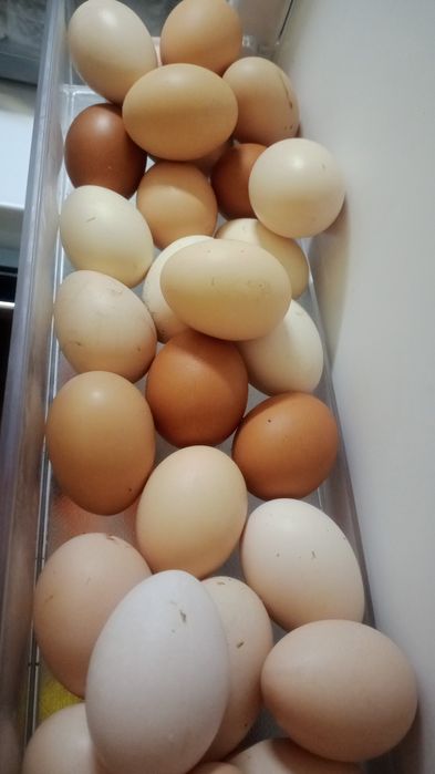 Домашние куриные яйца