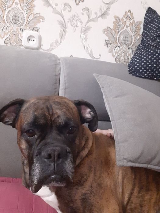 Вязка кабель Боксер