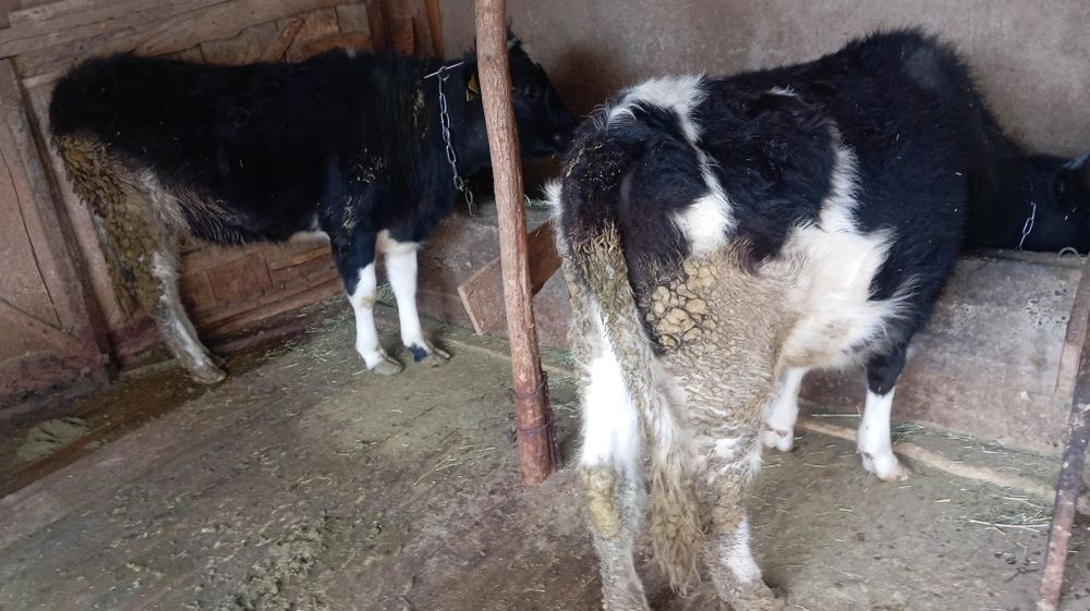 Ёәііңғүұққөөйукн