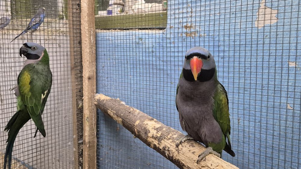 Vand Marele alexandru cu barba