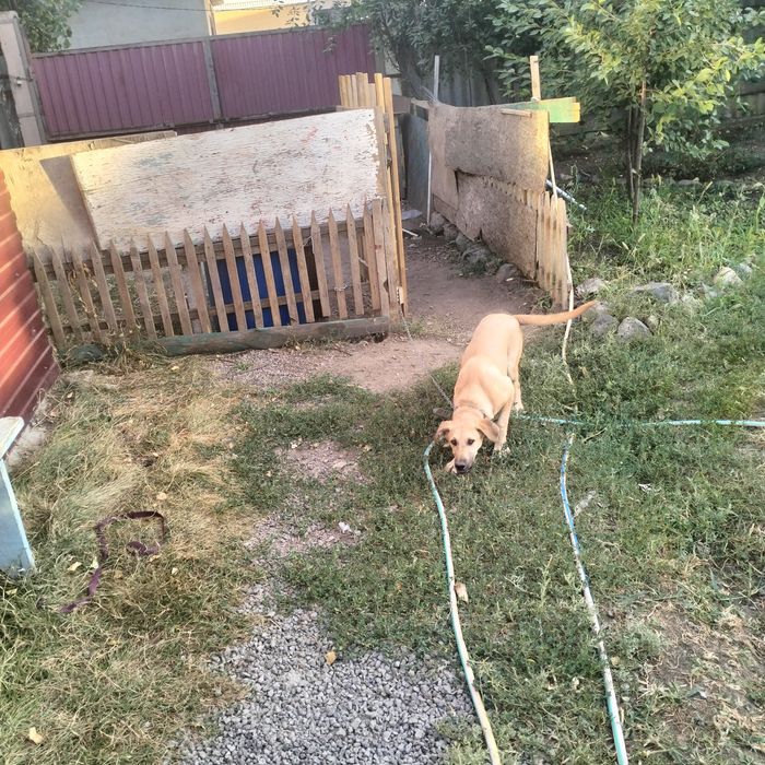 Отдам  щенка в добрые руки