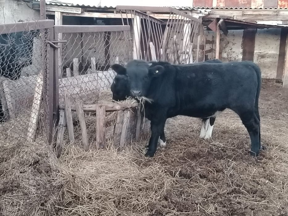 Продам бычка справный