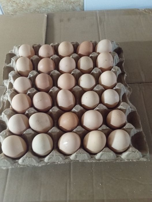 Яйца от черных кур