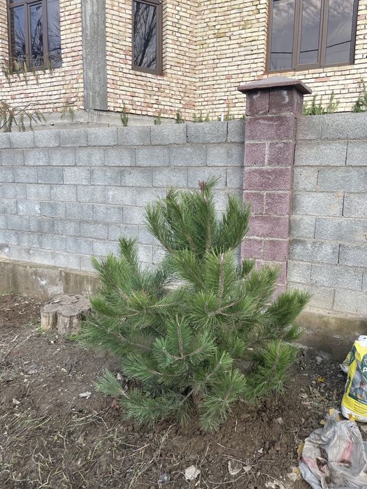 ШОК ЦЕНА Туя Сосна Можжевельник Голубая Эль Юка Саженцы Деревья