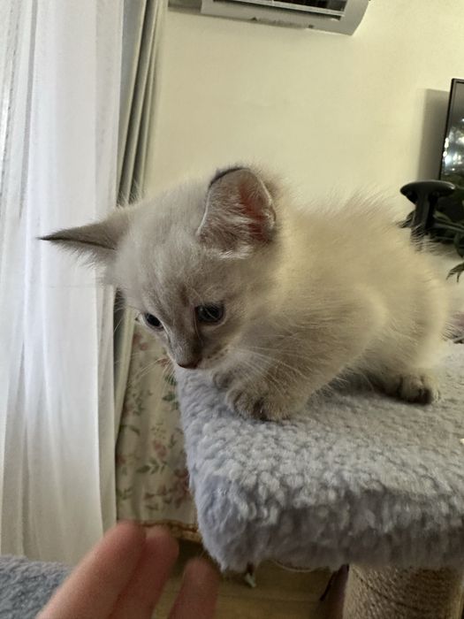 Отдам котят в хорошие руки