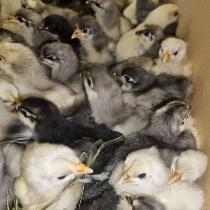 Pui de găină australorp