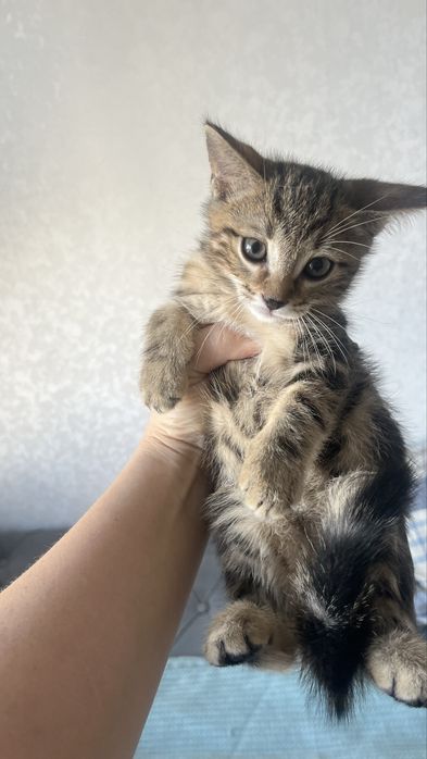 Продам котят метисы скотиш страйт