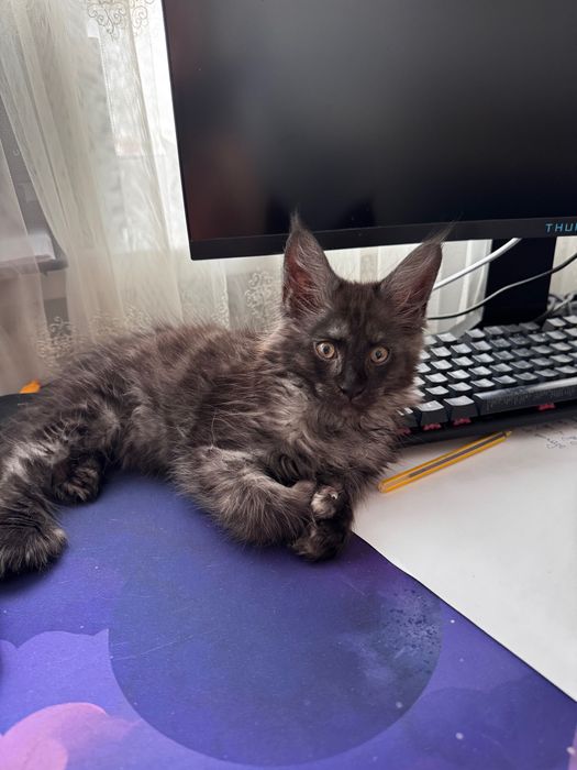 Котенок мейн-кун