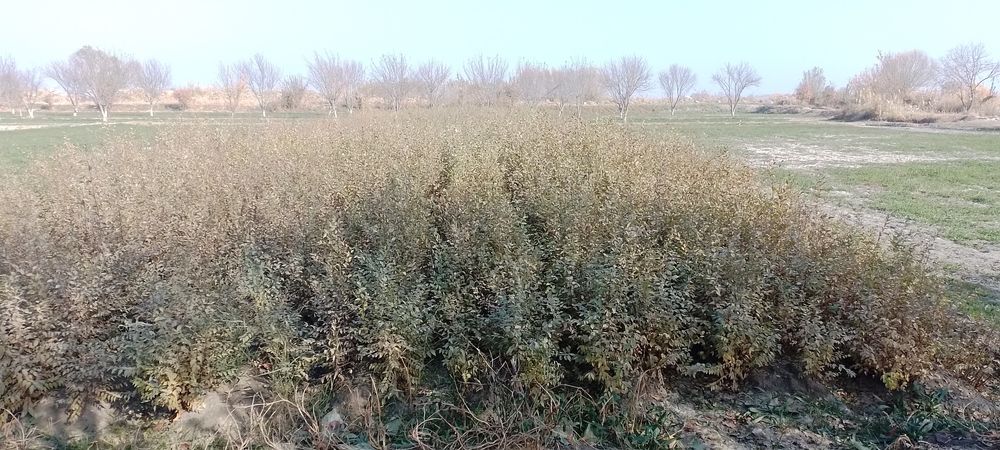 Гужум нихол сотилади.