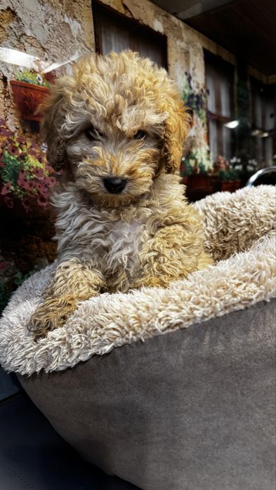 Poodle toy de vanzare