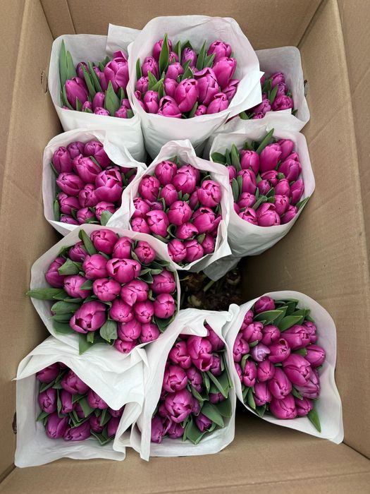 Тюльпаны оптом и в розницу
