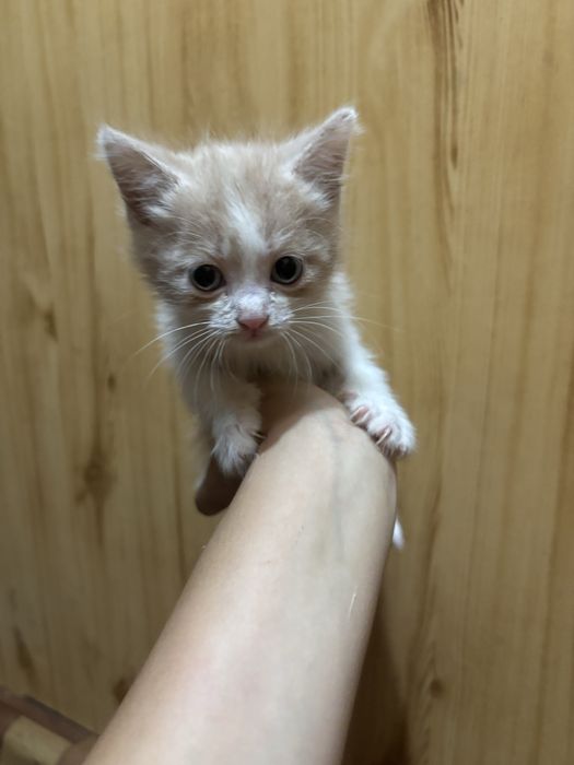 Отдам котят в хорошие руки