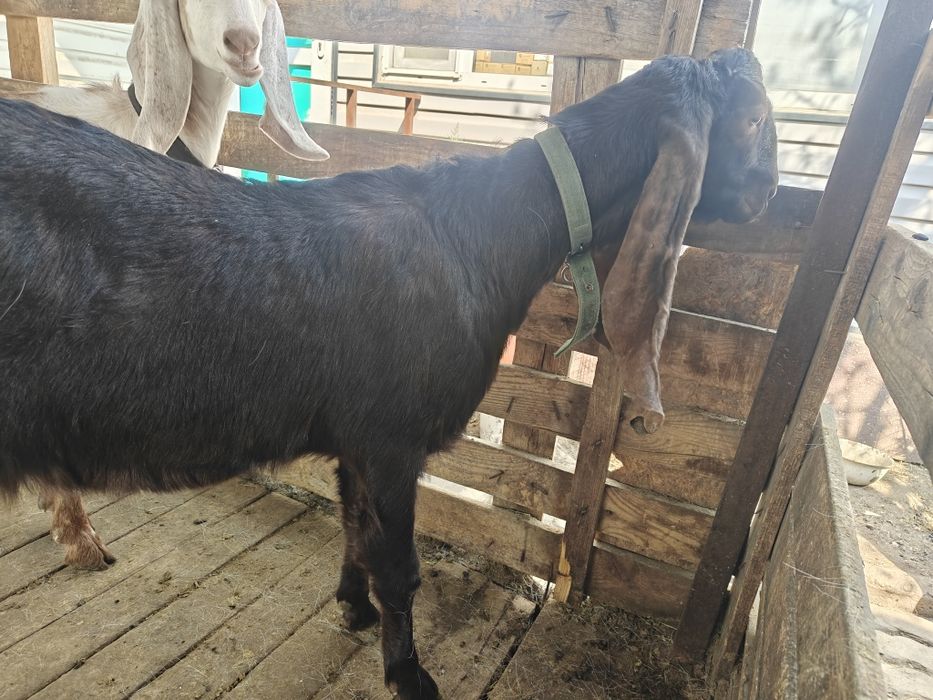 Козы камори и гулаби.